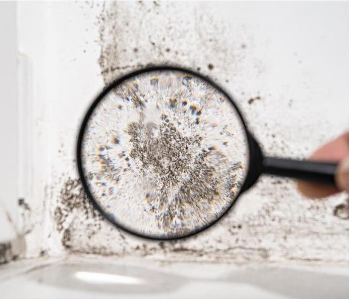Magnifying glass showing closeup of mold