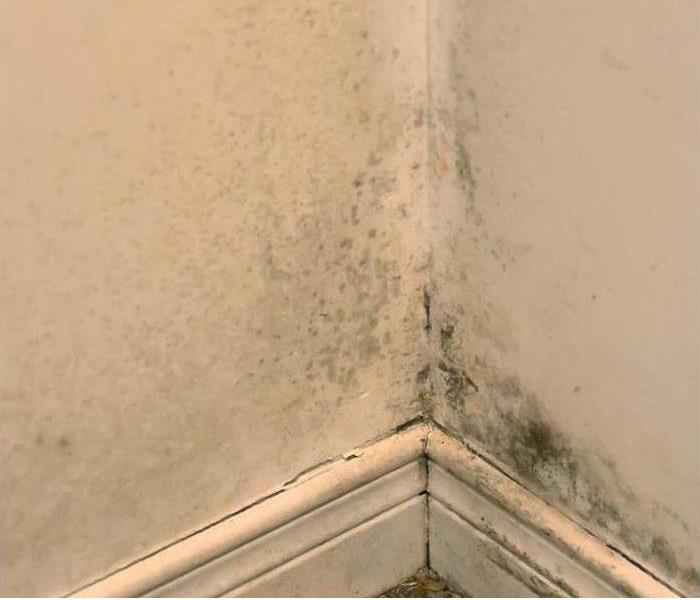 mold growth in corner of room